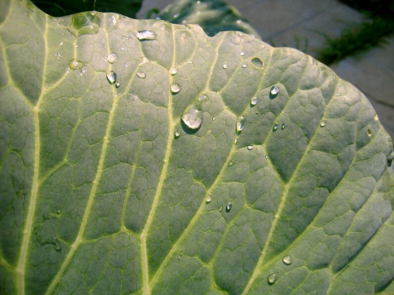 Cabbage leaf compress will help get rid of varicose veins on the legs