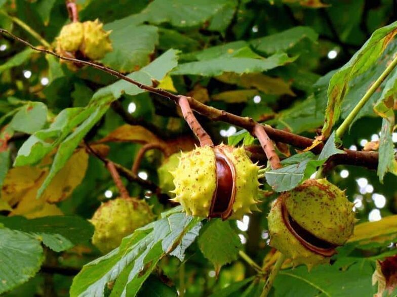 Horse chestnut used to make a healing tincture for varicose veins